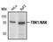 TANK Binding Kinase 1 antibody, PA5-17478, Invitrogen Antibodies, Western Blot image 