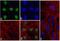 NKX2.5 antibody, 710634, Invitrogen Antibodies, Immunofluorescence image 