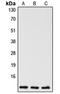 Caspase 5 antibody, LS-C351913, Lifespan Biosciences, Western Blot image 