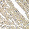 Sarcoglycan Delta antibody, LS-C346169, Lifespan Biosciences, Immunohistochemistry frozen image 