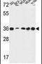 Torsin Family 1 Member B antibody, PA5-24705, Invitrogen Antibodies, Western Blot image 