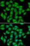 Antioxidant 1 Copper Chaperone antibody, orb373496, Biorbyt, Immunofluorescence image 