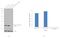 Carbonic Anhydrase 2 antibody, PA5-28267, Invitrogen Antibodies, Western Blot image 