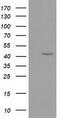 GDP-mannose 4,6 dehydratase antibody, CF502141, Origene, Western Blot image 