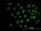 SPT5 Homolog, DSIF Elongation Factor Subunit antibody, LS-C133459, Lifespan Biosciences, Immunofluorescence image 