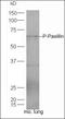 Paxillin antibody, orb221861, Biorbyt, Western Blot image 