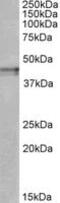 Opioid Receptor Kappa 1 antibody, MBS422573, MyBioSource, Western Blot image 