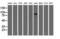 Oxysterol Binding Protein Like 11 antibody, M11851, Boster Biological Technology, Western Blot image 