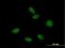 Mago Homolog B, Exon Junction Complex Subunit antibody, H00055110-B01P, Novus Biologicals, Immunocytochemistry image 