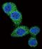 BCL2 Binding Component 3 antibody, PA5-11397, Invitrogen Antibodies, Immunofluorescence image 