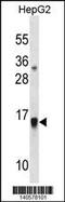 Glia Maturation Factor Beta antibody, 60-556, ProSci, Western Blot image 