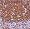 CD45RA antibody, MA5-16341, Invitrogen Antibodies, Immunohistochemistry frozen image 