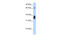 Protein NOV homolog antibody, 29-895, ProSci, Western Blot image 