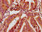 MTSS I-BAR Domain Containing 1 antibody, CSB-PA015201LA01HU, Cusabio, Immunohistochemistry frozen image 