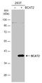 Branched Chain Amino Acid Transaminase 2 antibody, GTX104121, GeneTex, Western Blot image 