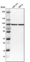Nucleoporin 93 antibody, PA5-53674, Invitrogen Antibodies, Western Blot image 