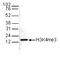 Histone H3 antibody, TA347159, Origene, Western Blot image 