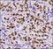 Baculoviral IAP Repeat Containing 5 antibody, NB500-644, Novus Biologicals, Immunohistochemistry paraffin image 
