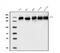 BCR Activator Of RhoGEF And GTPase antibody, A00022-2, Boster Biological Technology, Western Blot image 