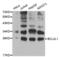 BCL2 Like 1 antibody, abx000597, Abbexa, Western Blot image 