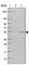 Eukaryotic Translation Initiation Factor 2B Subunit Gamma antibody, HPA024218, Atlas Antibodies, Western Blot image 