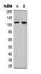 GRB2-associated-binding protein 1 antibody, orb393056, Biorbyt, Western Blot image 