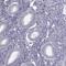 Septin 14 antibody, HPA073255, Atlas Antibodies, Immunohistochemistry frozen image 