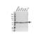 Cholinergic Receptor Nicotinic Alpha 5 Subunit antibody, VPA00527, Bio-Rad (formerly AbD Serotec) , Western Blot image 