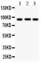 Cullin 1 antibody, LS-C312714, Lifespan Biosciences, Western Blot image 