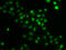 HIRA Interacting Protein 3 antibody, LS-C346185, Lifespan Biosciences, Immunofluorescence image 