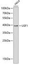 Upstream Transcription Factor 1 antibody, GTX16396, GeneTex, Western Blot image 
