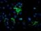 Mitochondrial Intermediate Peptidase antibody, NBP2-45861, Novus Biologicals, Immunofluorescence image 