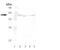 FKBP Prolyl Isomerase 4 antibody, ADI-SRA-1400-F, Enzo Life Sciences, Western Blot image 