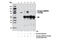 Ribosomal Protein S6 Kinase A1 antibody, 8753S, Cell Signaling Technology, Immunoprecipitation image 