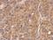 Fetuin B antibody, PA5-29468, Invitrogen Antibodies, Immunohistochemistry paraffin image 