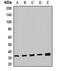 TRNA Methyltransferase 61A antibody, LS-C668951, Lifespan Biosciences, Western Blot image 