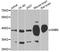 G Protein Subunit Beta 5 antibody, A4447, ABclonal Technology, Western Blot image 