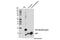 CART Prepropeptide antibody, 14437S, Cell Signaling Technology, Western Blot image 