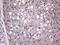 Adiponectin, C1Q And Collagen Domain Containing antibody, LS-C798190, Lifespan Biosciences, Immunohistochemistry paraffin image 