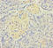 IREM1 antibody, A57477-100, Epigentek, Immunohistochemistry paraffin image 