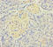 CD300 Molecule Like Family Member F antibody, A57477-100, Epigentek, Immunohistochemistry paraffin image 