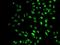 SET Domain Containing 2, Histone Lysine Methyltransferase antibody, orb136864, Biorbyt, Immunofluorescence image 