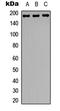 Ras Responsive Element Binding Protein 1 antibody, LS-C368501, Lifespan Biosciences, Western Blot image 