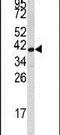 Fibrillarin antibody, PA5-12367, Invitrogen Antibodies, Western Blot image 