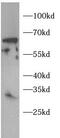 Twist Family BHLH Transcription Factor 1 antibody, FNab10715, FineTest, Western Blot image 