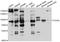 Podocalyxin Like antibody, abx126381, Abbexa, Western Blot image 