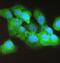 Caspase 4 antibody, A02941-2, Boster Biological Technology, Immunofluorescence image 