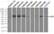 Lipase G, Endothelial Type antibody, TA501041, Origene, Immunoprecipitation image 