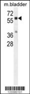 Cathepsin A antibody, 55-204, ProSci, Western Blot image 