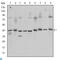 CAMP Responsive Element Binding Protein 1 antibody, LS-C812550, Lifespan Biosciences, Western Blot image 